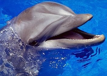 Дельфин Афалина