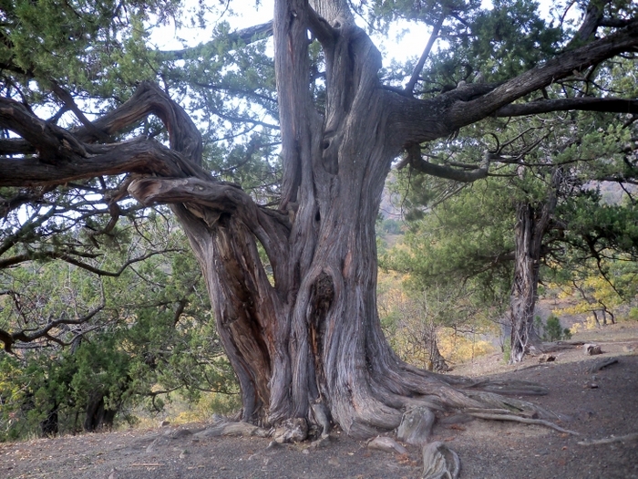 Можевеловому дереву около 700 лет
