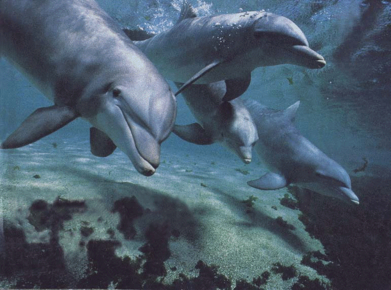 Семья дельфинов в море