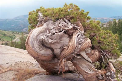Уникальное можжевеловое дерево