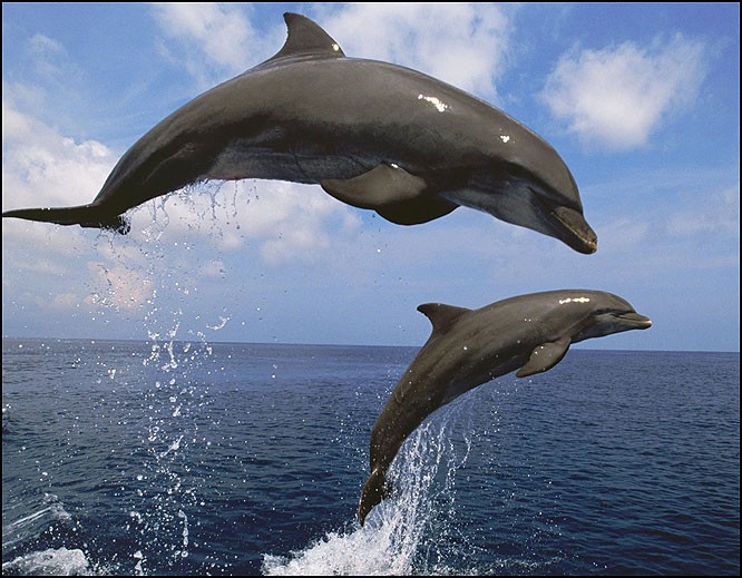 Дельфин Афалина в Канаке